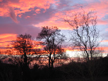 Trees silhouetted against the vibrant pink clouds of an autumn sunrise