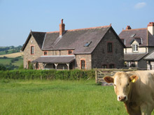 A Welsh cow on a summers day with Pentwyn holiday cottage in the background