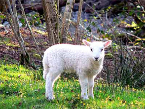 A local lamb
